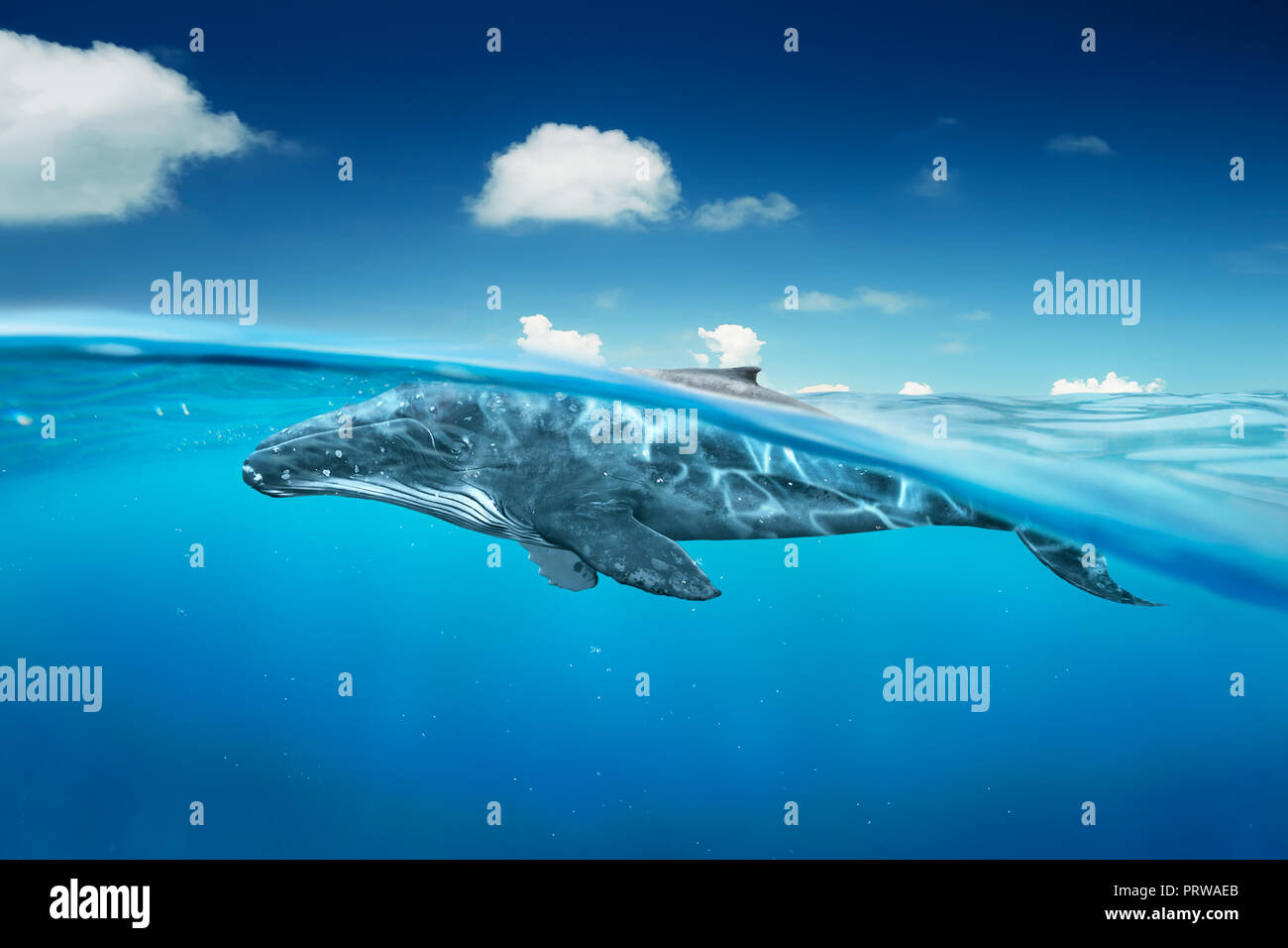 Wale im Ozean mit halber Winkel betrachten. Stockfoto
