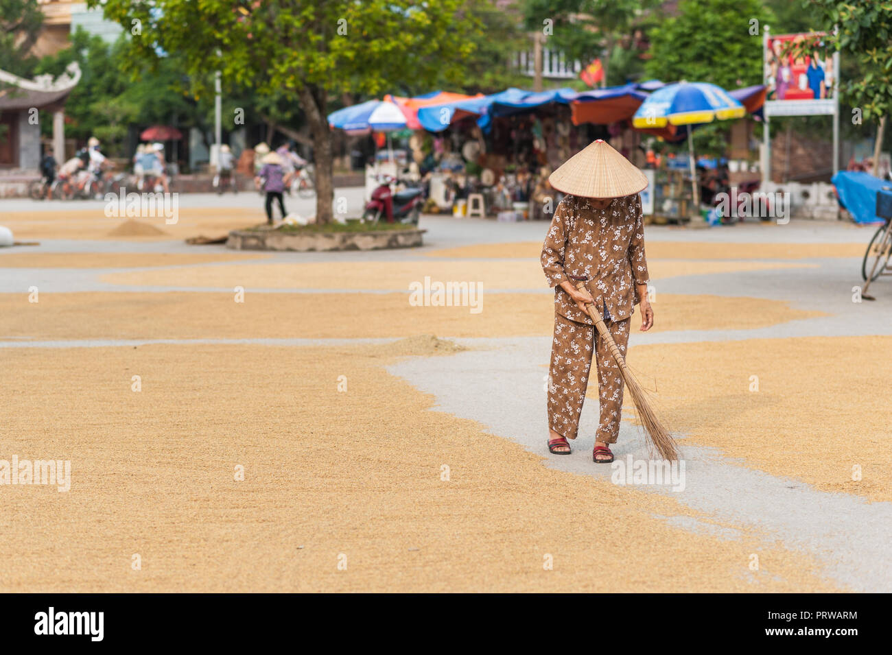 Lokale Frau, um die Körner von den Reis der Ernte trocknen auf dem Boden neigen. In der Nähe der Vung Straßenbahn Pier auf der Ngo Dong Fluss. Stockfoto