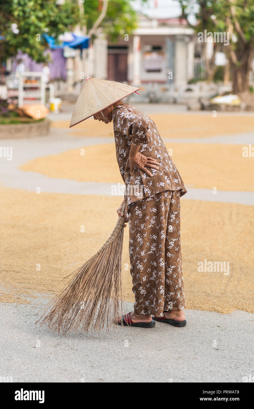 Lokale Frau, um die Körner von den Reis der Ernte trocknen auf dem Boden neigen. In der Nähe der Vung Straßenbahn Pier auf der Ngo Dong Fluss. Stockfoto