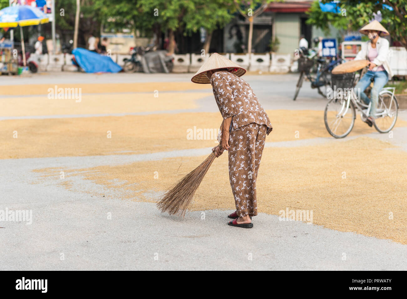 Lokale Frau, um die Körner von den Reis der Ernte trocknen auf dem Boden neigen. In der Nähe der Vung Straßenbahn Pier auf der Ngo Dong Fluss. Stockfoto