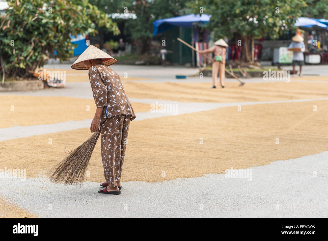 Lokale Frau, um die Körner von den Reis der Ernte trocknen auf dem Boden neigen. In der Nähe der Vung Straßenbahn Pier auf der Ngo Dong Fluss. Stockfoto