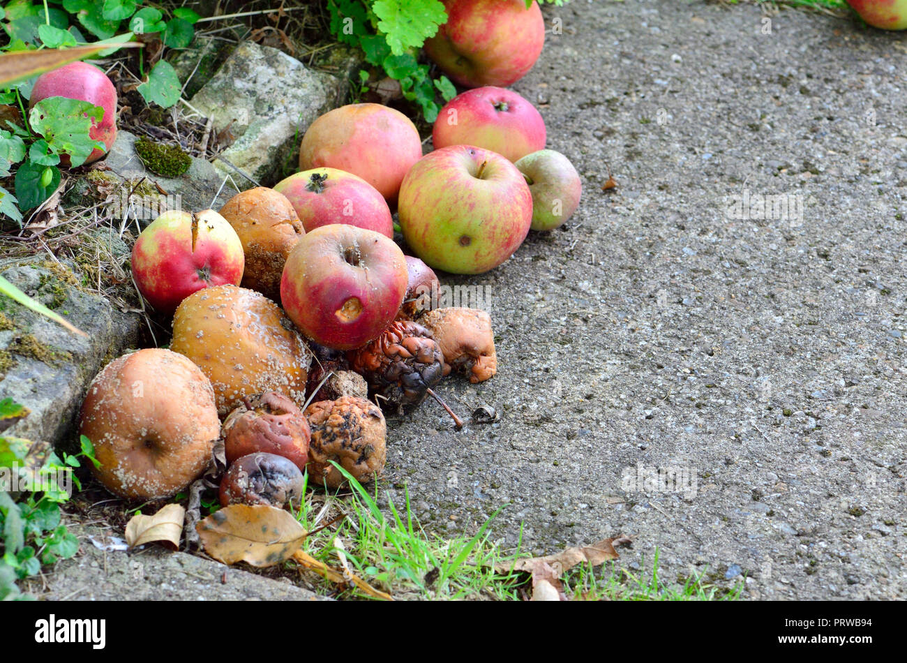 Verrotten windfall Äpfel im Garten, Kent, England Stockfoto