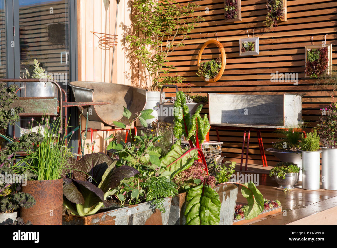Kleiner Balkon Terrasse Gemüsegarten mit Gemüsekräutern, die in wiederverwendeten, ungewöhnlichen Behältern wachsen, Sempervivum Pflanzen vertikale Gartenanlagen in Großbritannien Stockfoto