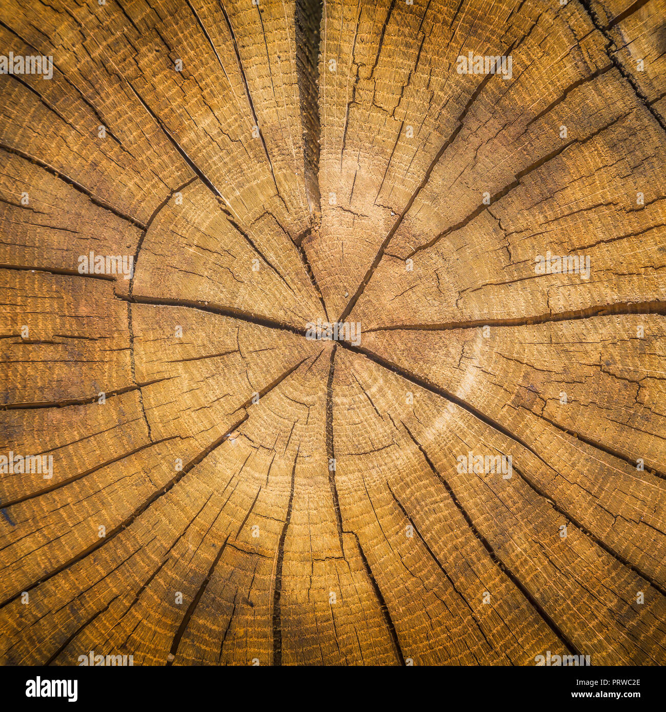 Gesägt Protokoll mit Jahrringe. Dendrochronologie. Stockfoto