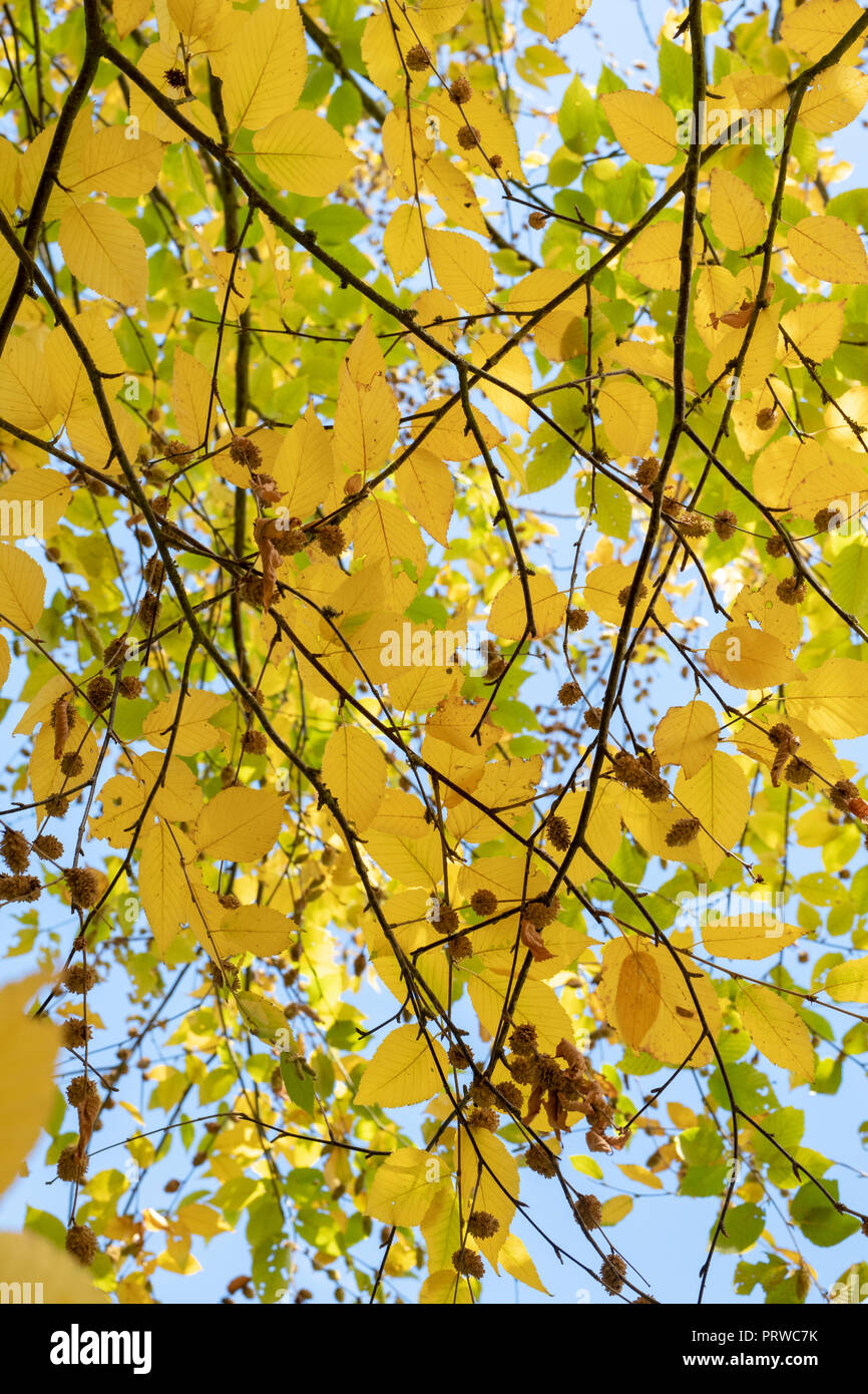 Betula Lenta. Süße Birke im Herbst Stockfoto