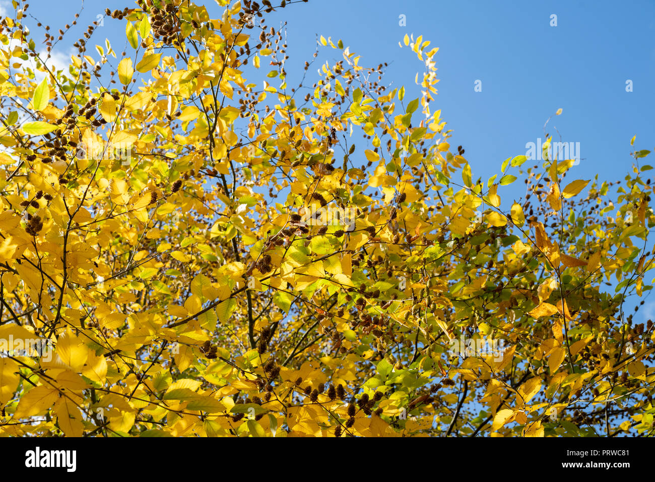 Betula Lenta. Süße Birke im Herbst Stockfoto