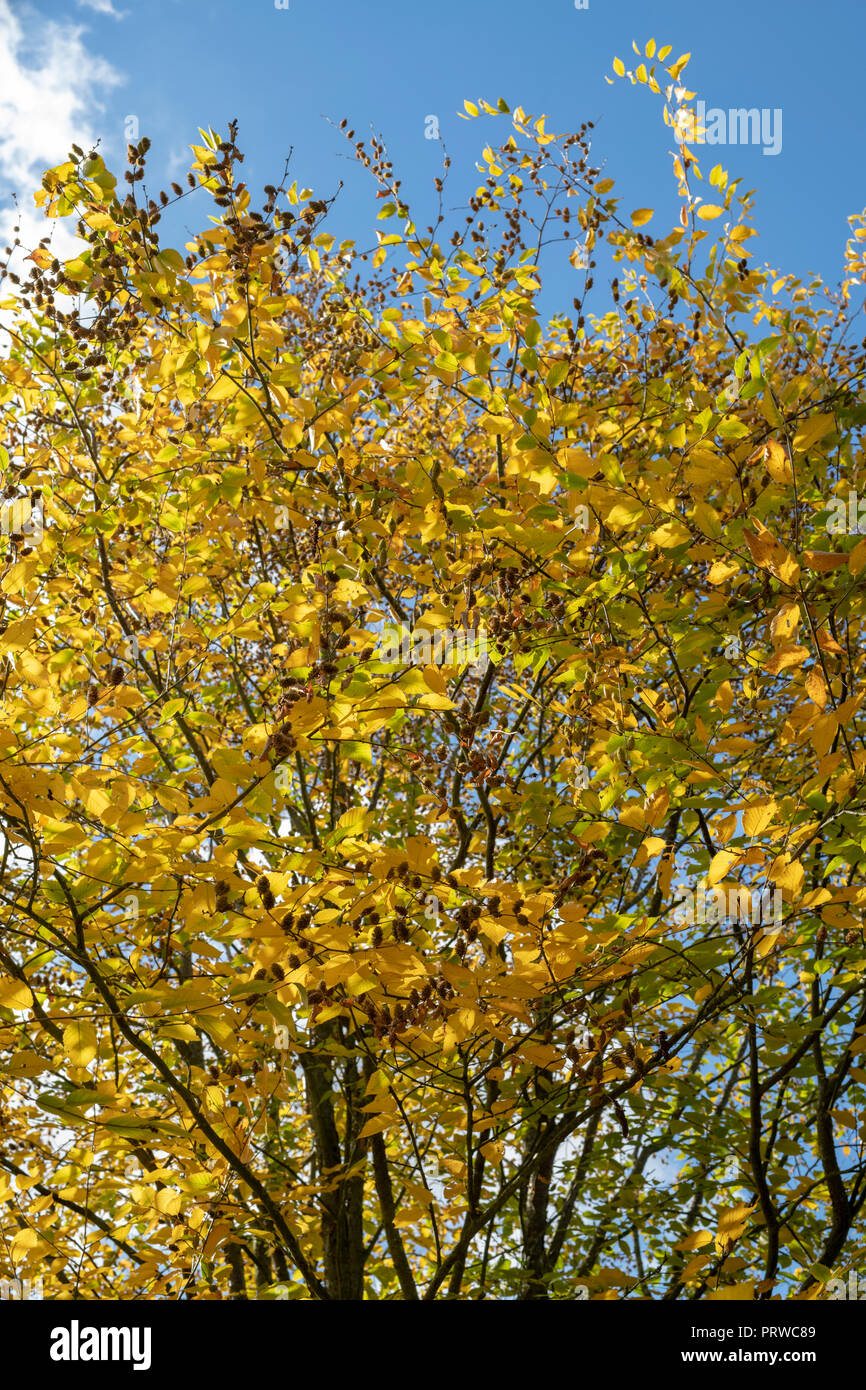 Betula Lenta. Süße Birke im Herbst Stockfoto