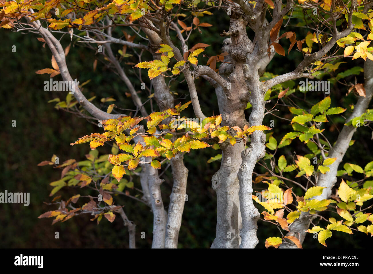 Fagus Meserveae. Bonsai Siebold's Buche/Japanische Buche/Buna Baum mit Herbstlaub im RHS Wisley Gardens, Surrey, England Stockfoto