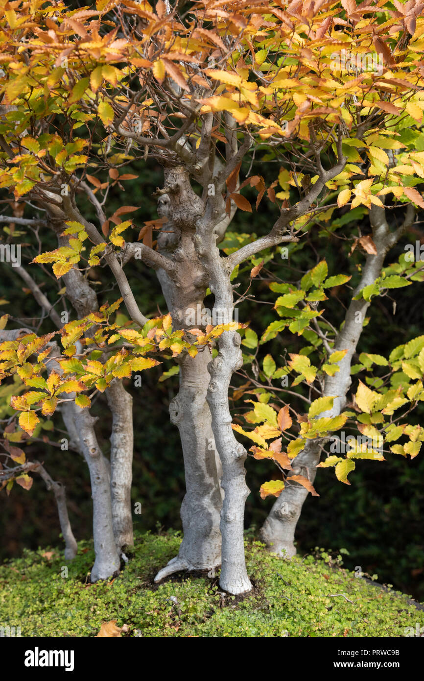 Fagus Meserveae. Bonsai Siebold's Buche/Japanische Buche/Buna Baum mit Herbstlaub im RHS Wisley Gardens, Surrey, England Stockfoto