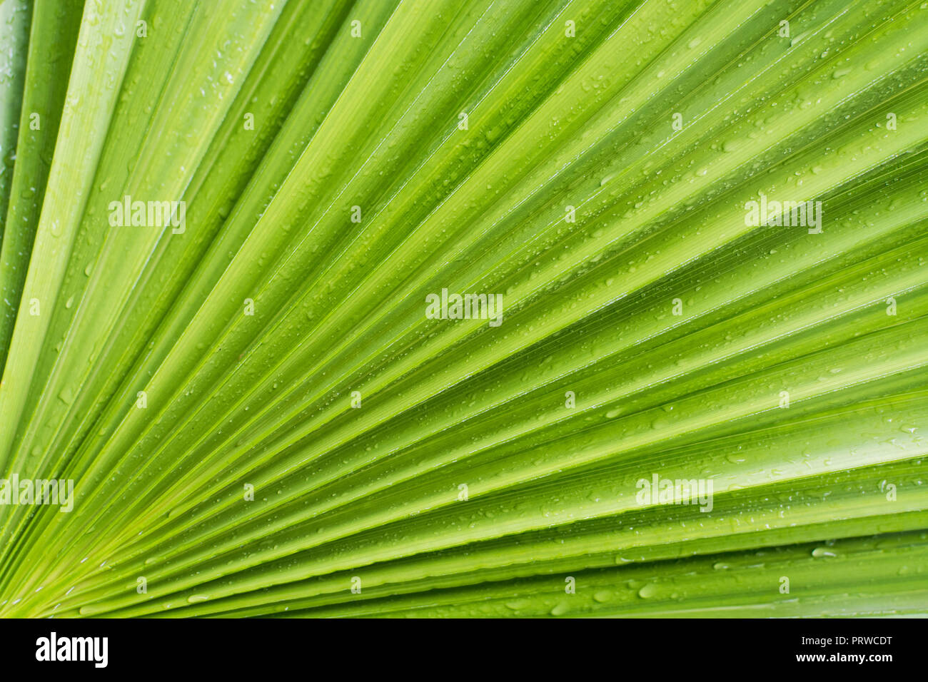 In der Nähe von Grün Datum Palm Tree Leaf, natürliche Beschaffenheit. Stockfoto