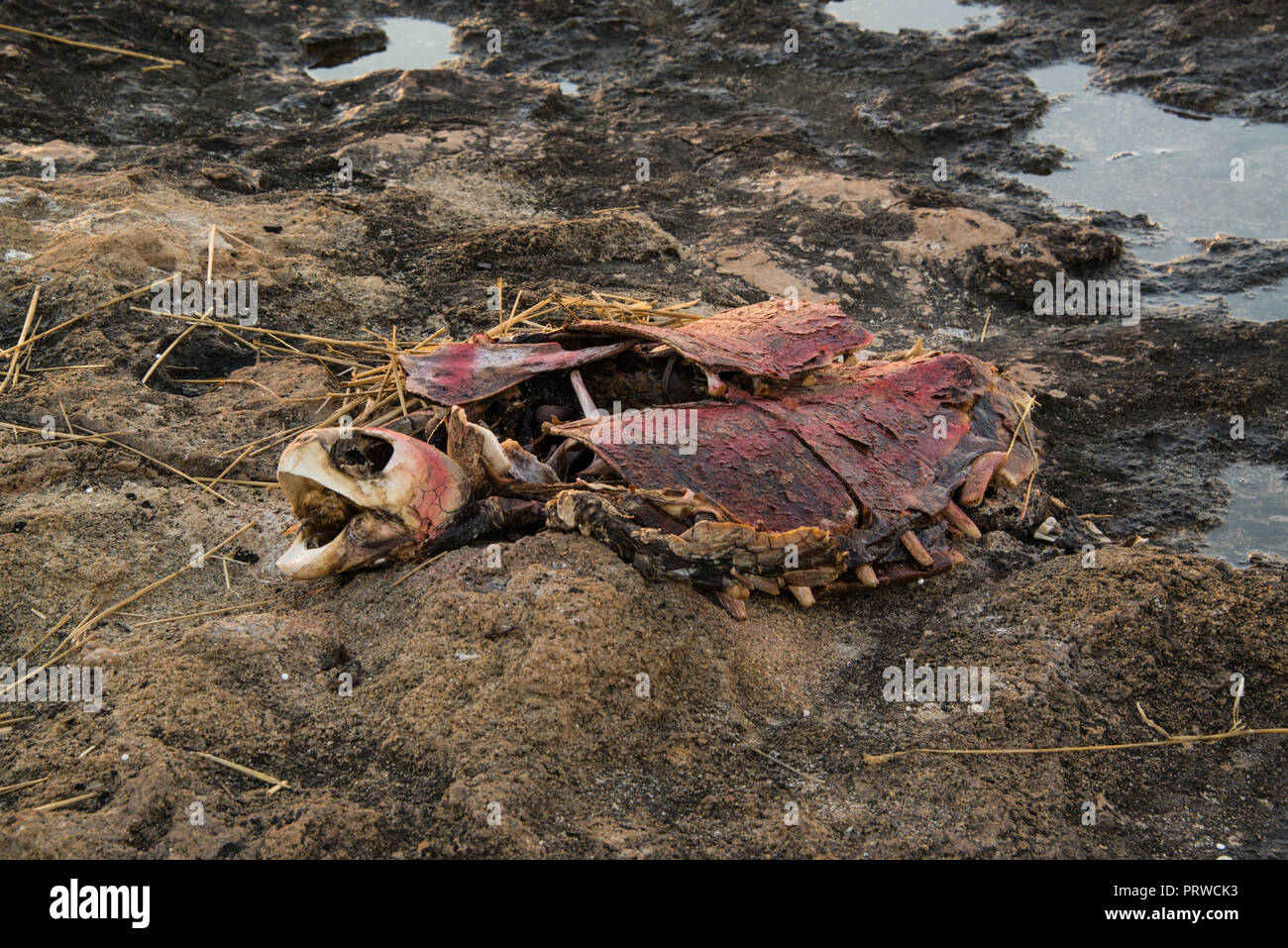 Überreste einer toten Meer Schildkröte. Stockfoto