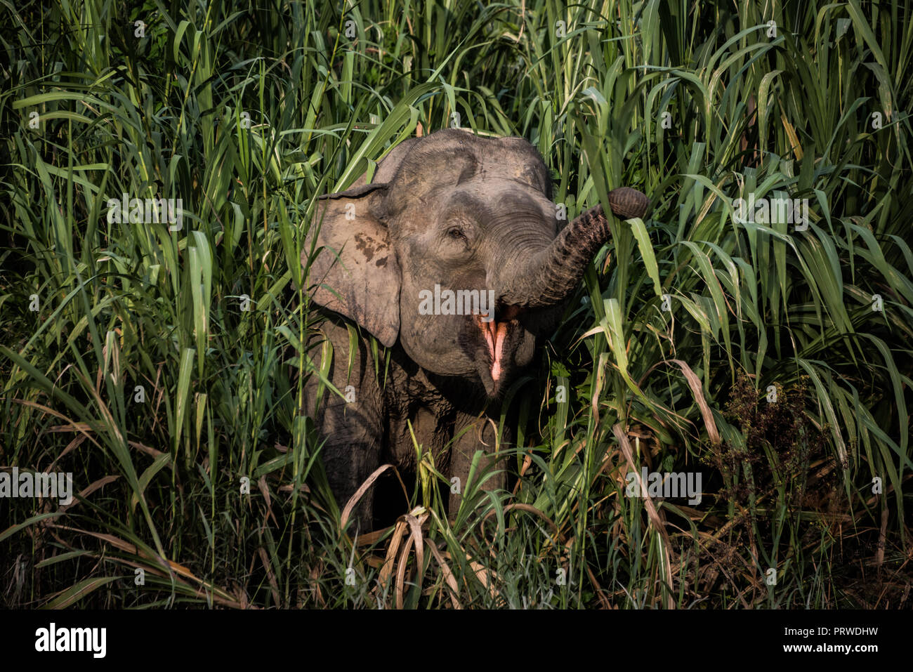 Pygmy Elefanten auf der Kinabatangan Fluss, Sabah, Borneo, 2018 Stockfoto