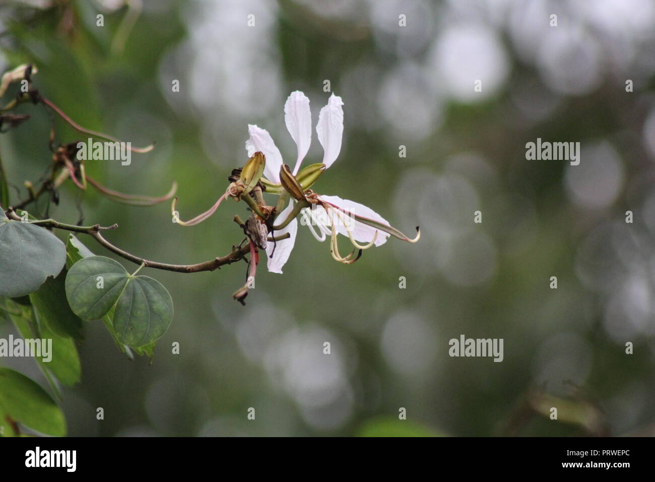 Schöne weiße Blüte eines Baumes. Bild von einem Haus Garten genommen wurde. Die Blätter sind voll Grün. Weiße Blume ist das Zeichen des Friedens und der Schönheit auch. Stockfoto