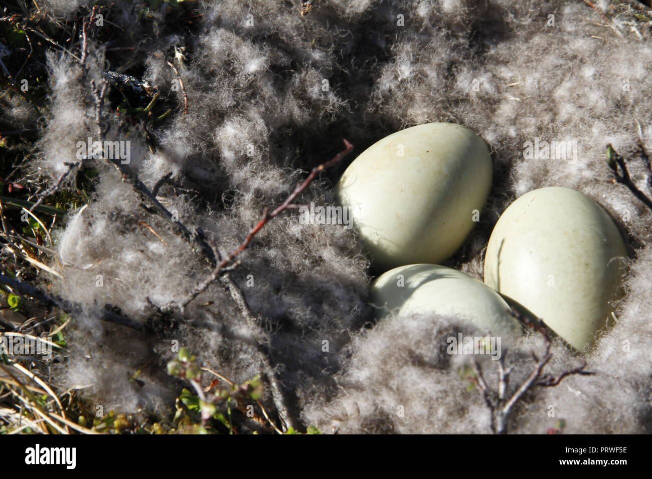 Canada Goose Nest mit drei Eier in der Nähe von Arviat, Nunavut Kanada Stockfoto