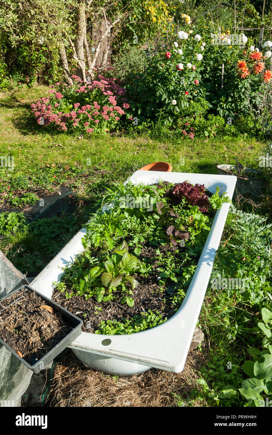 Eine ungewöhnliche Container; eine weiße Badewanne voll mit Erde mit Salate wachsen in einer Zuteilung mit bunten Blumen und Gemüse. Stockfoto