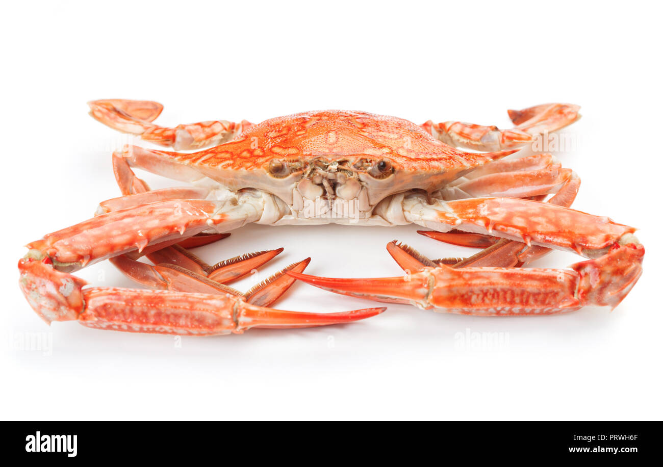 Nahaufnahme der gekochten Blue crab auf weißem Hintergrund Stockfoto