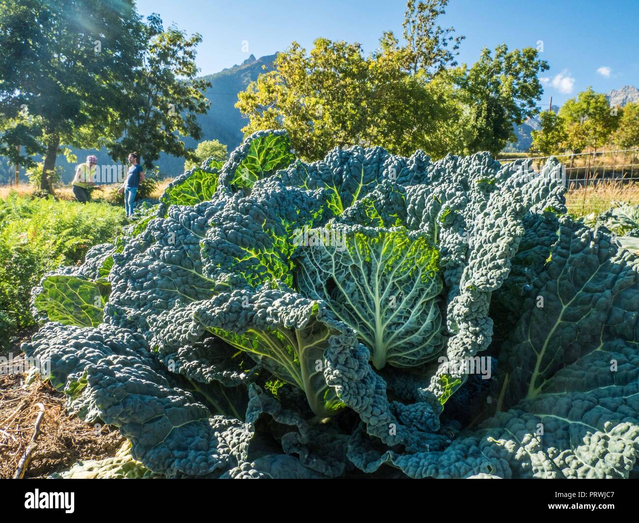 In der Nähe von Kohl in einem organischen Gemüsegarten im Lignan, Aostatal, NW Italien Stockfoto