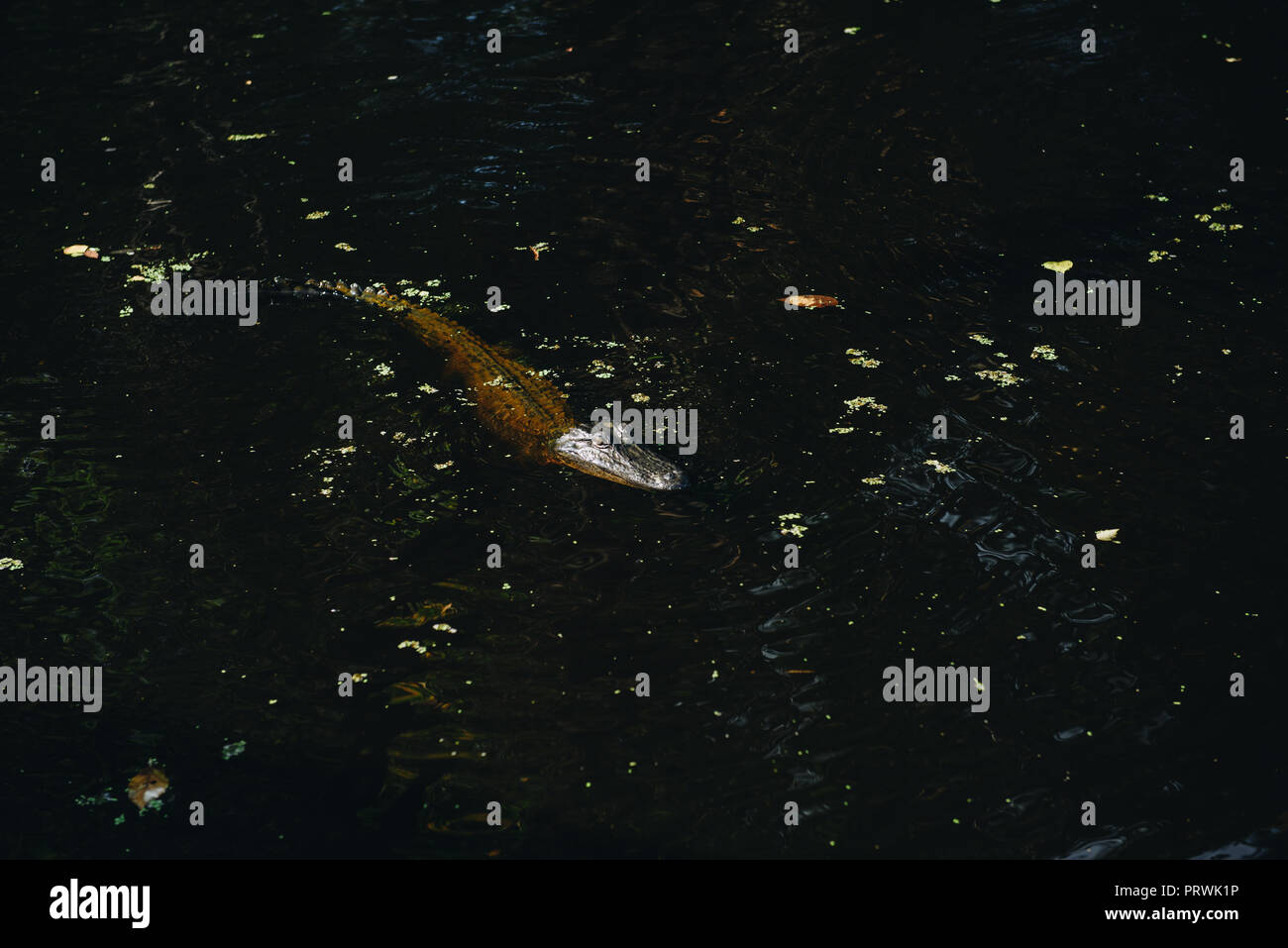 Swamp Tour in New Orleans Stockfoto