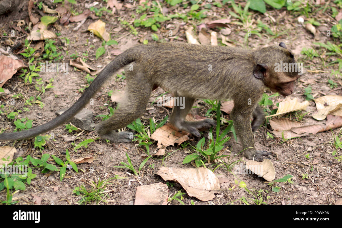 Affe in Angkor, Siem Reap, Kambodscha, Asien. Verspielte Tiere in natürlicher Umgebung. Stockfoto