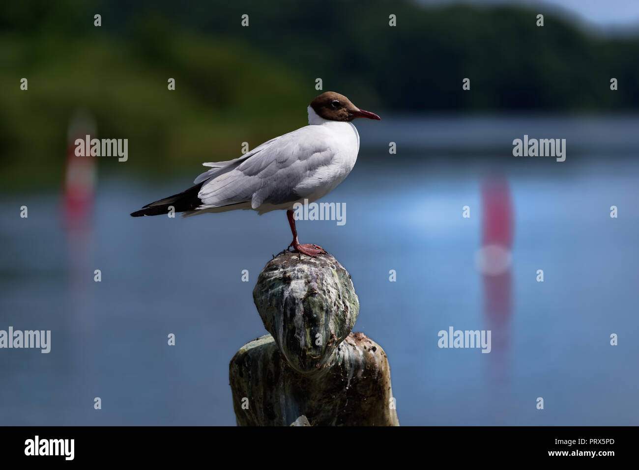 In der Nähe von Seagull hocken auf einer Leiter der Skulptur verunreinigt durch Vogel Kot Stockfoto