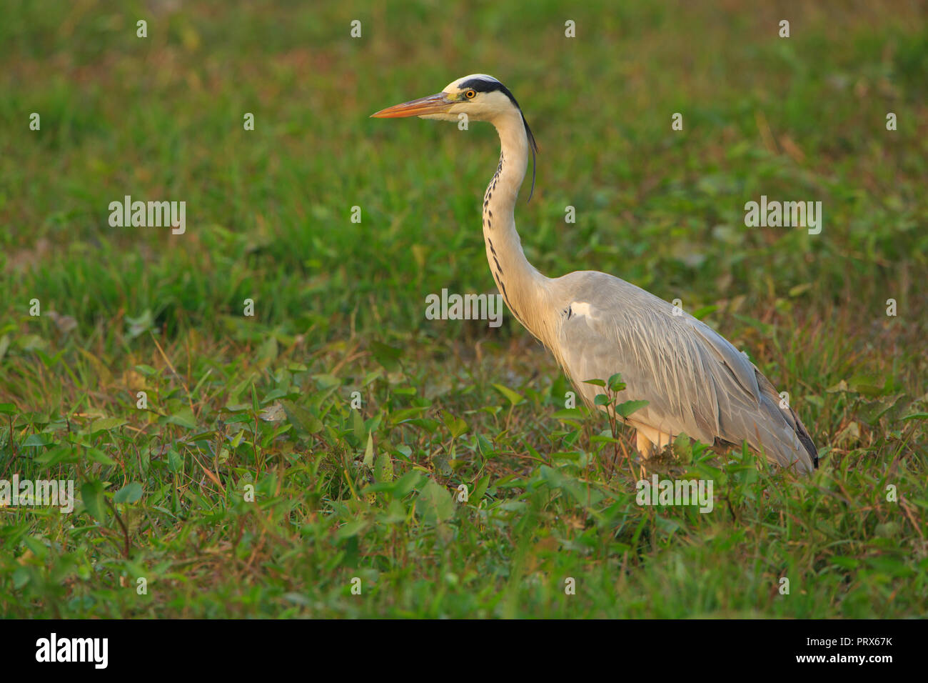 Graureiher - Bharatpur Vogelschutzgebiet (Indien) Stockfoto