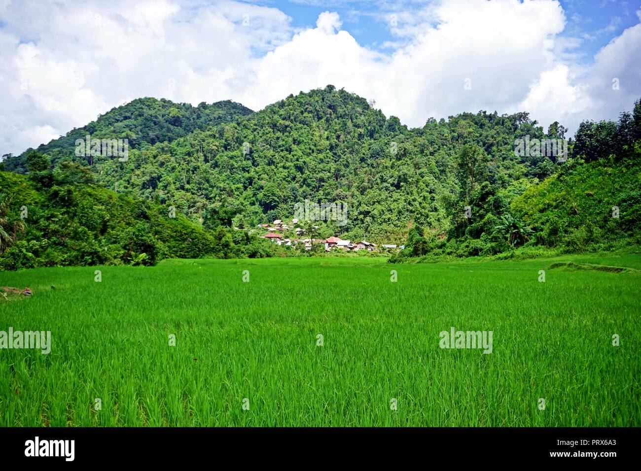 Reis ist die wichtigste Ernte während der Regenzeit gewachsen und Unter üblichen Bedingungen, Niederschlag ist ausreichend für die reisproduktion. Für die Menschen in Laos, Reis Stockfoto