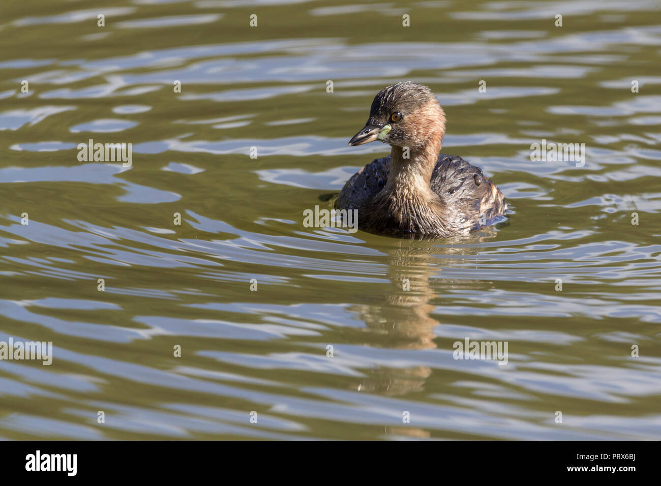 Zwergtaucher (Tachybaptus ruficollis) Kleinster Grebe. Runde fast Schwanzlosen schwimmt buoyantly Tauchgänge häufig. Verfügt über hellgelbe Fleck auf der Basis von kurzen Rechnung. Stockfoto