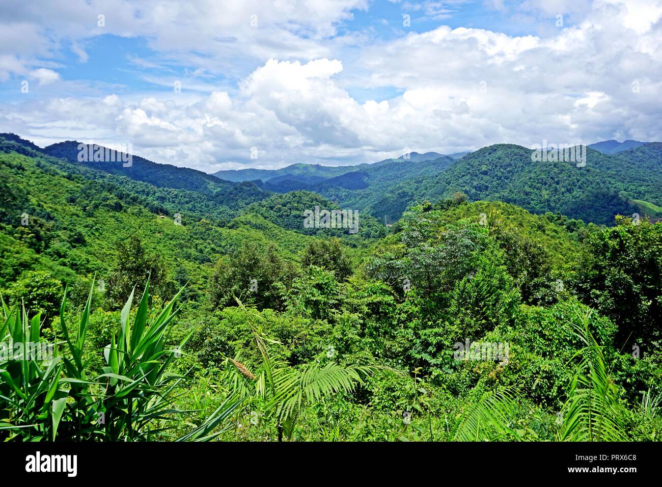 Die Nam Ha NPA, in Luang Namtha Provinz gelegen, ist Lao s First National Park und einem ASEAN-nationales Kulturerbe. Es ist die zweite größte nationale Stockfoto