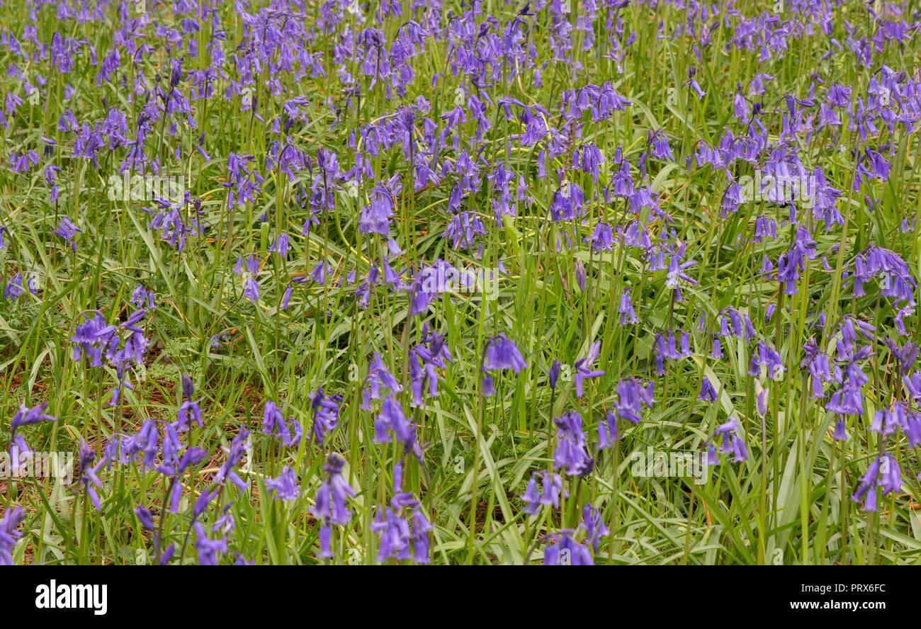 Spanisch Bluebells (Endymion hispanicus) im Waldland Clearing in West Sussex, England Stockfoto