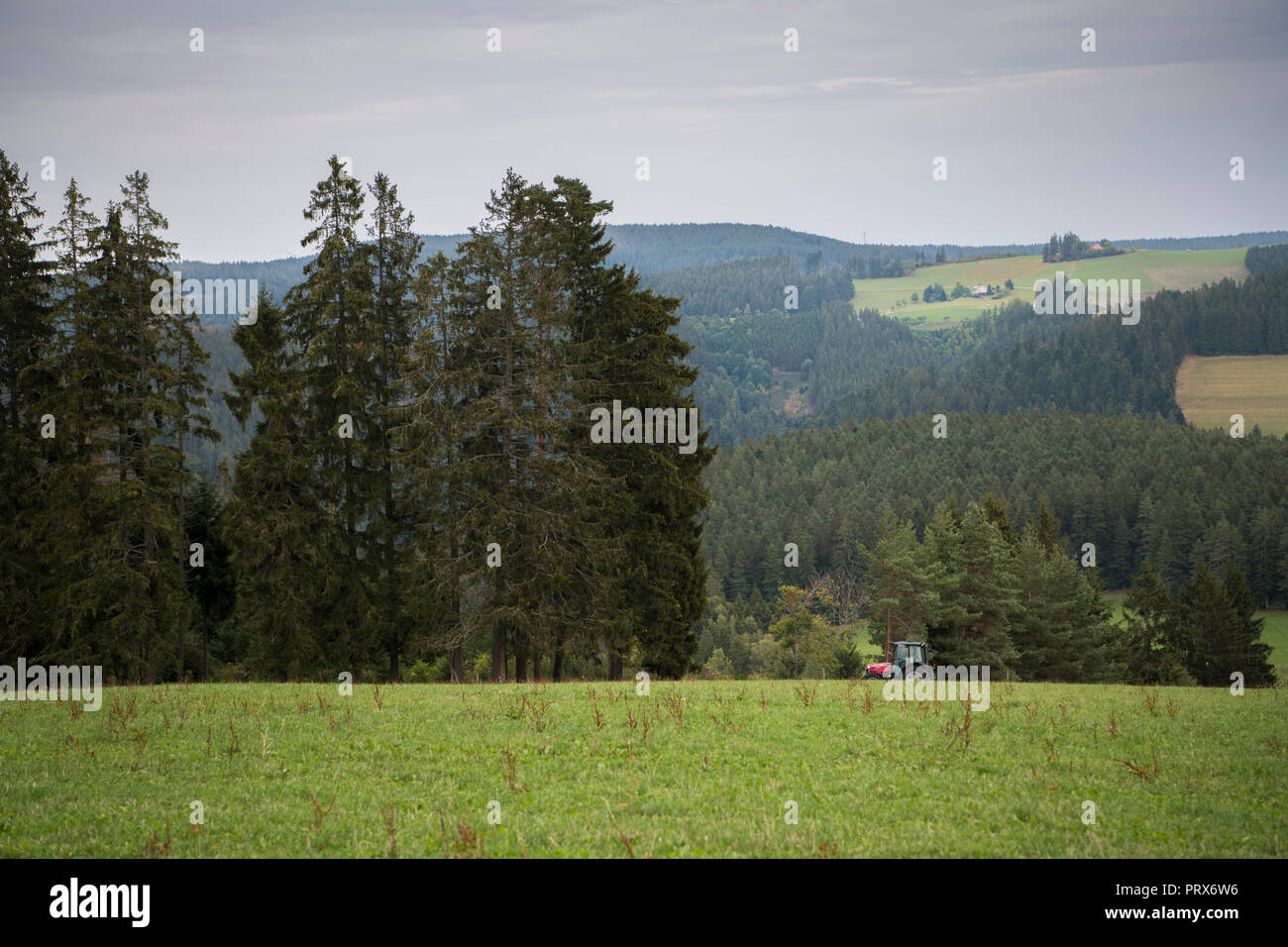 Schwarzwald Stockfoto