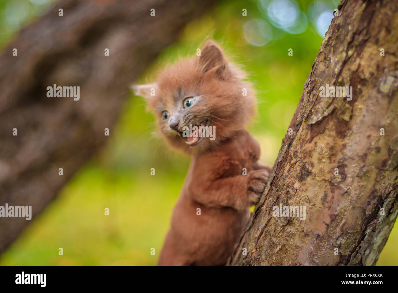 Kleines Kätzchen saß auf einem Baum. Das Kätzchen ist laufen. Pet. Herbst Foto mit einem Tier. Flauschige smoky Katze mit einem Haarschnitt. Groommer Haarschnitt Katze. Stockfoto