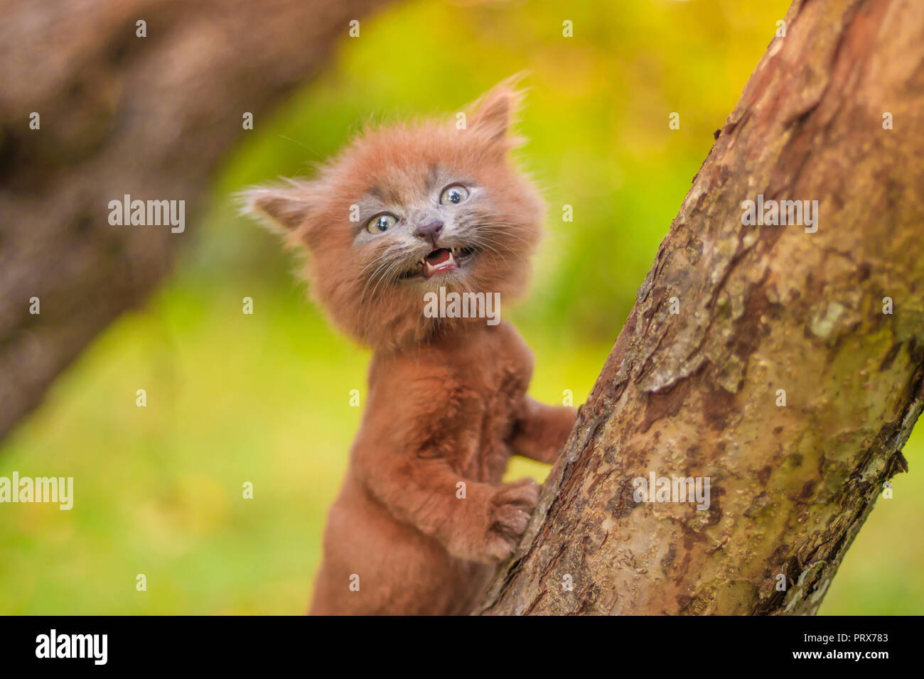 Kleines Kätzchen saß auf einem Baum. Das Kätzchen ist laufen. Pet. Herbst Foto mit einem Tier. Flauschige smoky Katze mit einem Haarschnitt. Groommer Haarschnitt Katze. Stockfoto