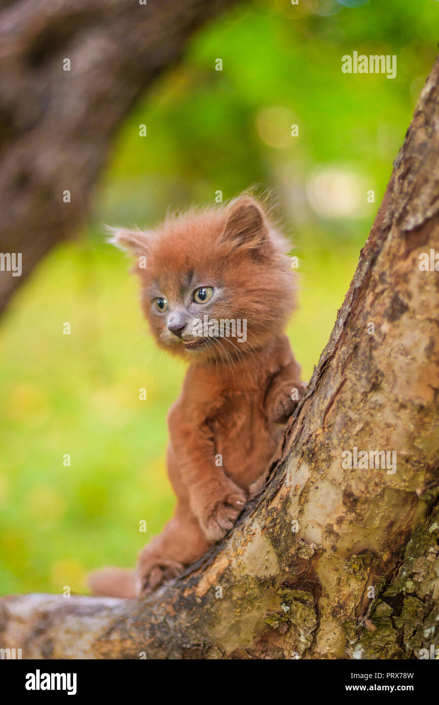 Kleines Kätzchen saß auf einem Baum. Das Kätzchen ist laufen. Pet. Herbst Foto mit einem Tier. Flauschige smoky Katze mit einem Haarschnitt. Groommer Haarschnitt Katze. Stockfoto