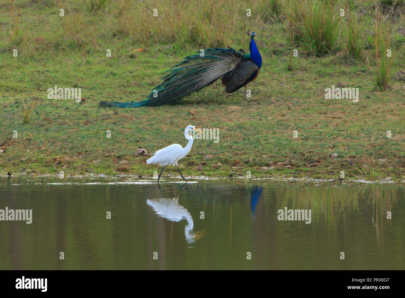 Pfau - in Kanha National Park Stockfoto