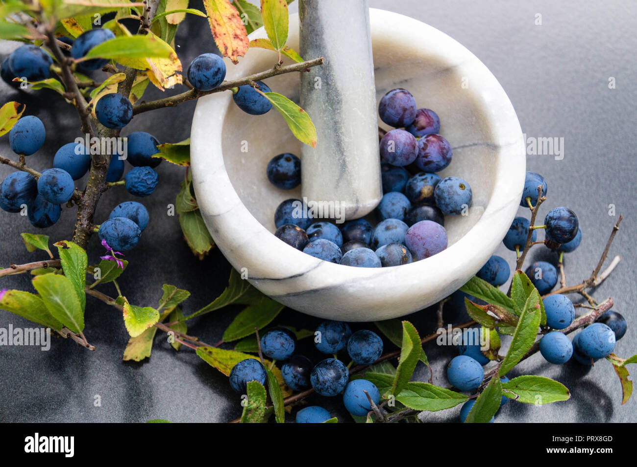 Die schlehe berry Prunus spinosa Stockfoto