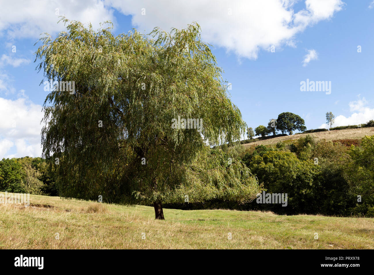Weidenbaum in devon Fotos und Bildmaterial in hoher Auflösung Alamy