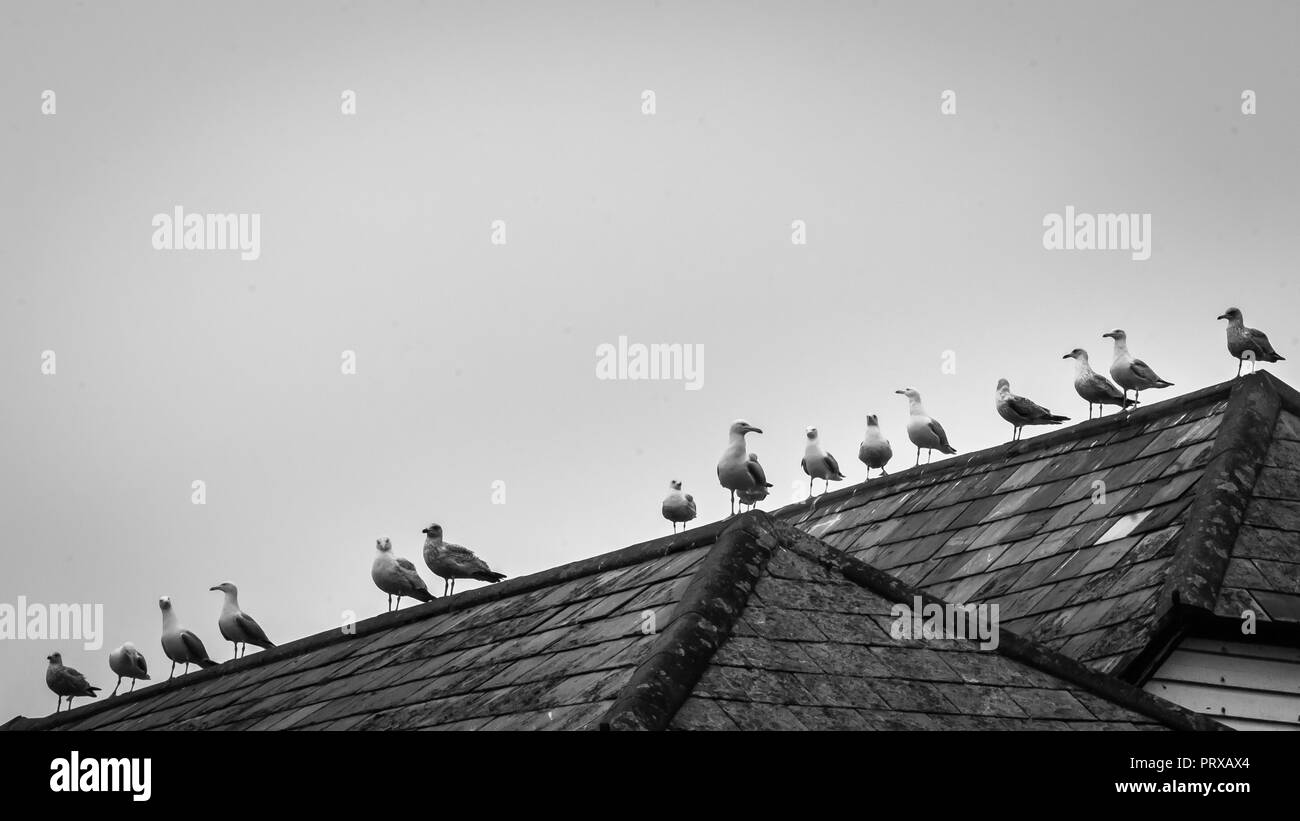 Die Möwen sitzen auf dem Dach Stockfoto