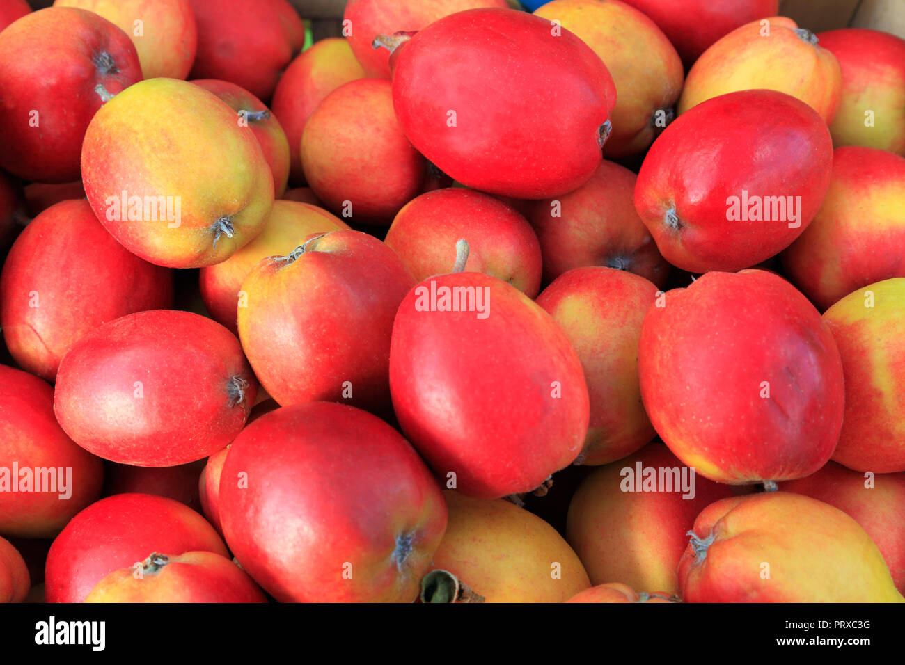 Apple, 'Oakham Pippin', Äpfel, Malus Domestica, Hofladen, Display, Essbar, Obst Stockfoto