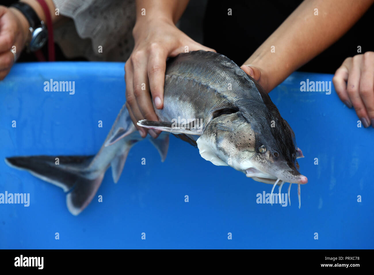 Beluga stör -Fotos und -Bildmaterial in hoher Auflösung – Alamy