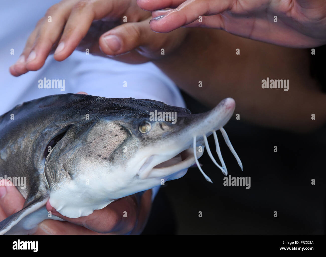 Junge Fische von Beluga Stör wurde auf den natürlichen Lebensraum in der Wolga, Astrachan, Russland Stockfoto