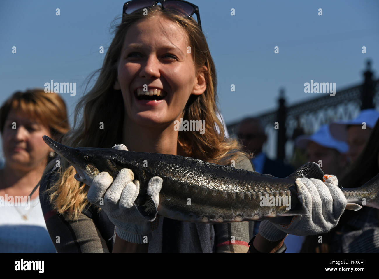 Junge Fische von Beluga Stör wurde auf den natürlichen Lebensraum in der Wolga, Astrachan, Russland Stockfoto