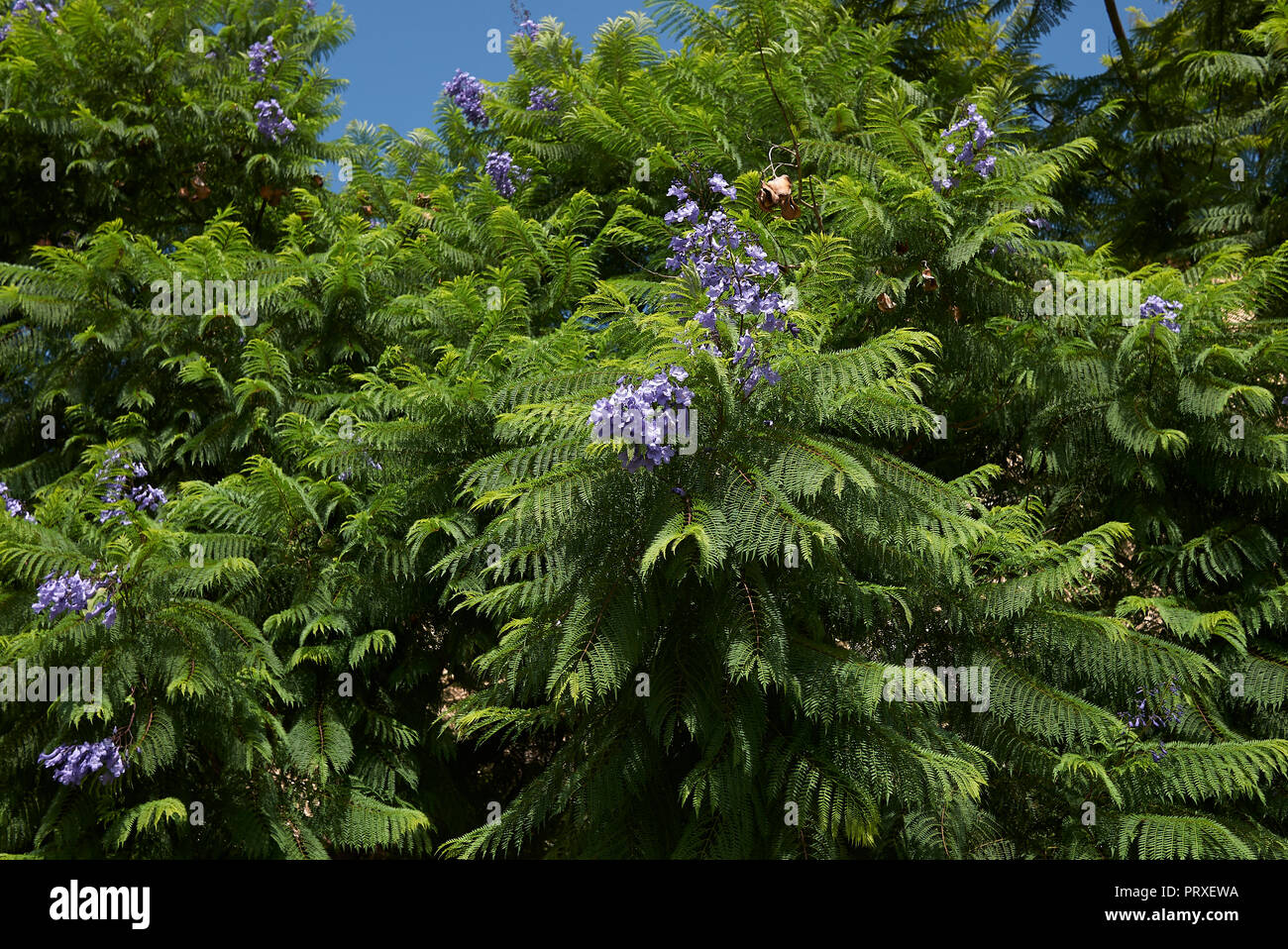 Jacaranda jacaranda mimosifolia Fotos und Bildmaterial in hoher