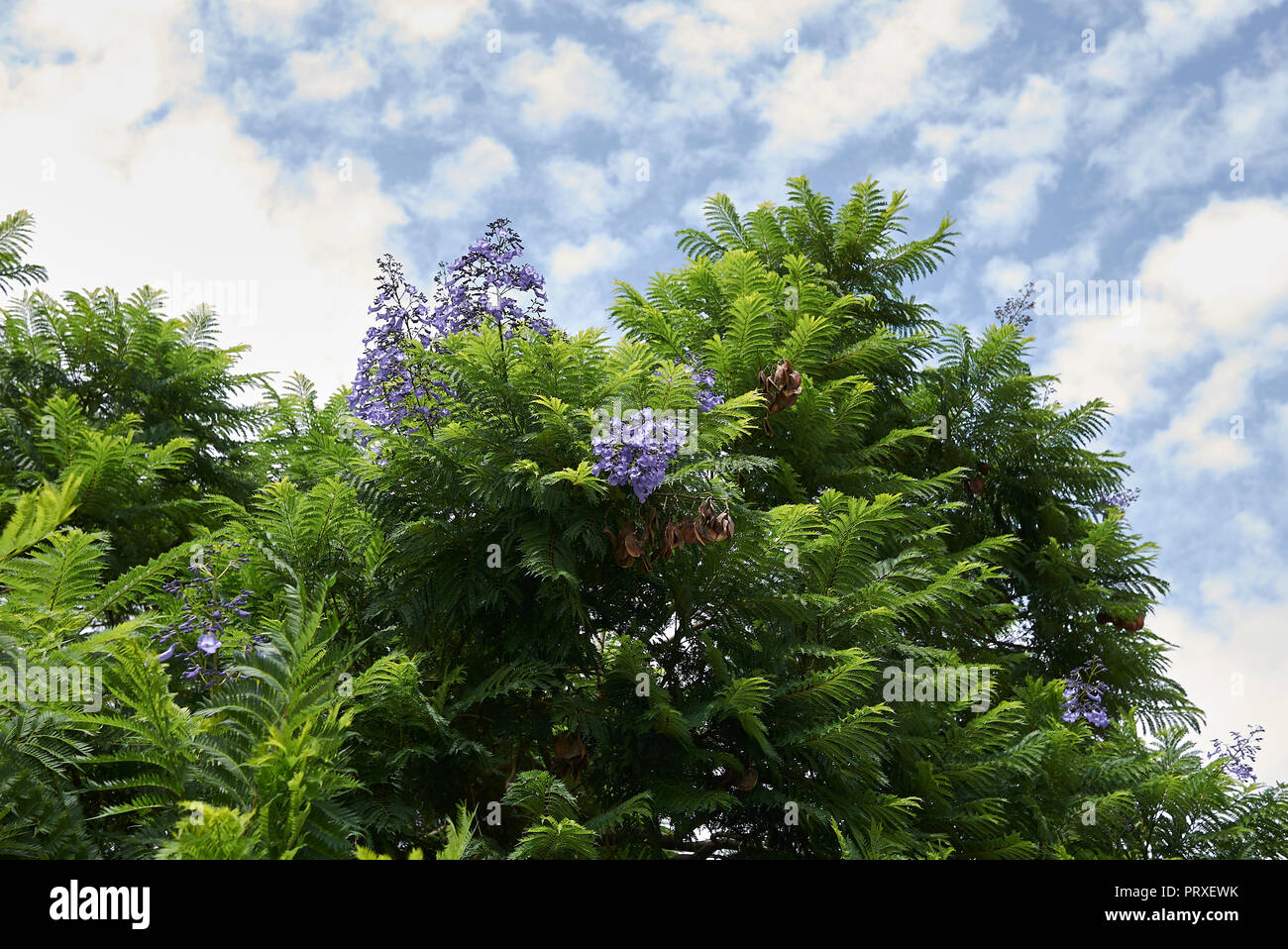 Jacaranda jacaranda mimosifolia Fotos und Bildmaterial in hoher