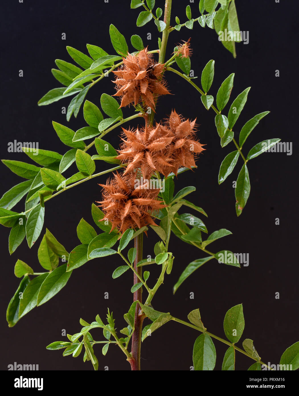 , Glycyrrhiza glabra Suessholz Stockfoto