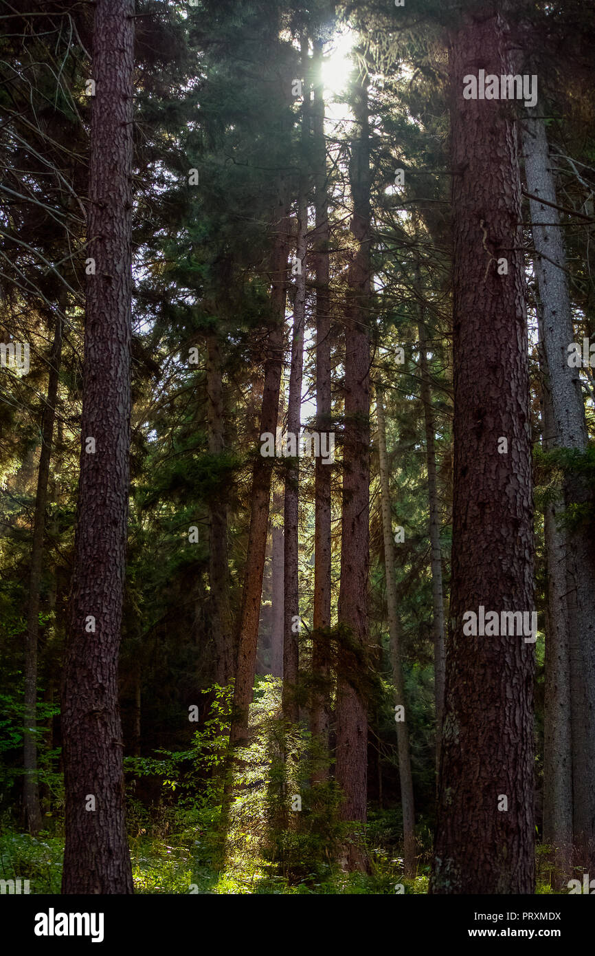 Sun Licht bricht durch die dichten Baumkronen Abdeckung von Tree Forest, das Laub mit Pinien bewachsene Boden. Stockfoto