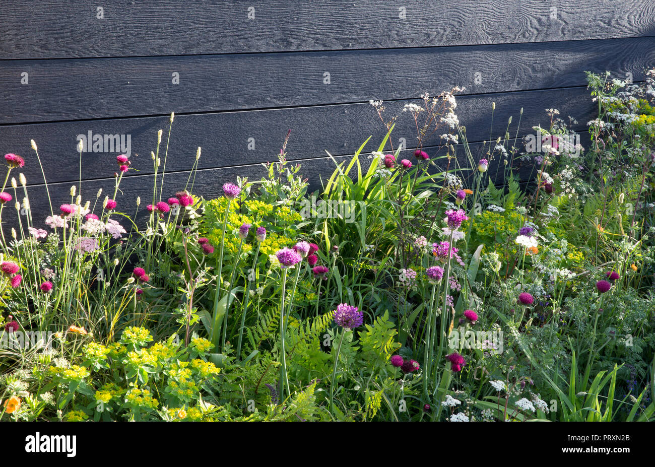 Schwarz Holz Garten Zaun, meadow Stil das Pflanzen von Allium hollandicum 'Purple Sensation', Cirsium rivulare 'Atropurpureum', Geum 'Totally Tangerine', M Stockfoto