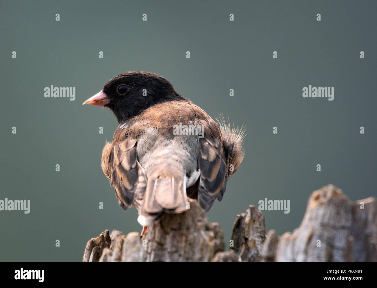 Oregon Junco Stockfoto