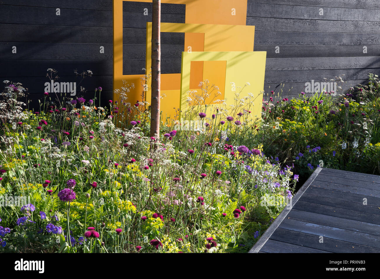 Schwarz Holz Garten Zaun, lackiertem Stahl skulpturale Panels, dunkle deck Plattform Boardwalk, meadow Stil das Pflanzen von Allium hollandicum 'Purple Sensation' Stockfoto