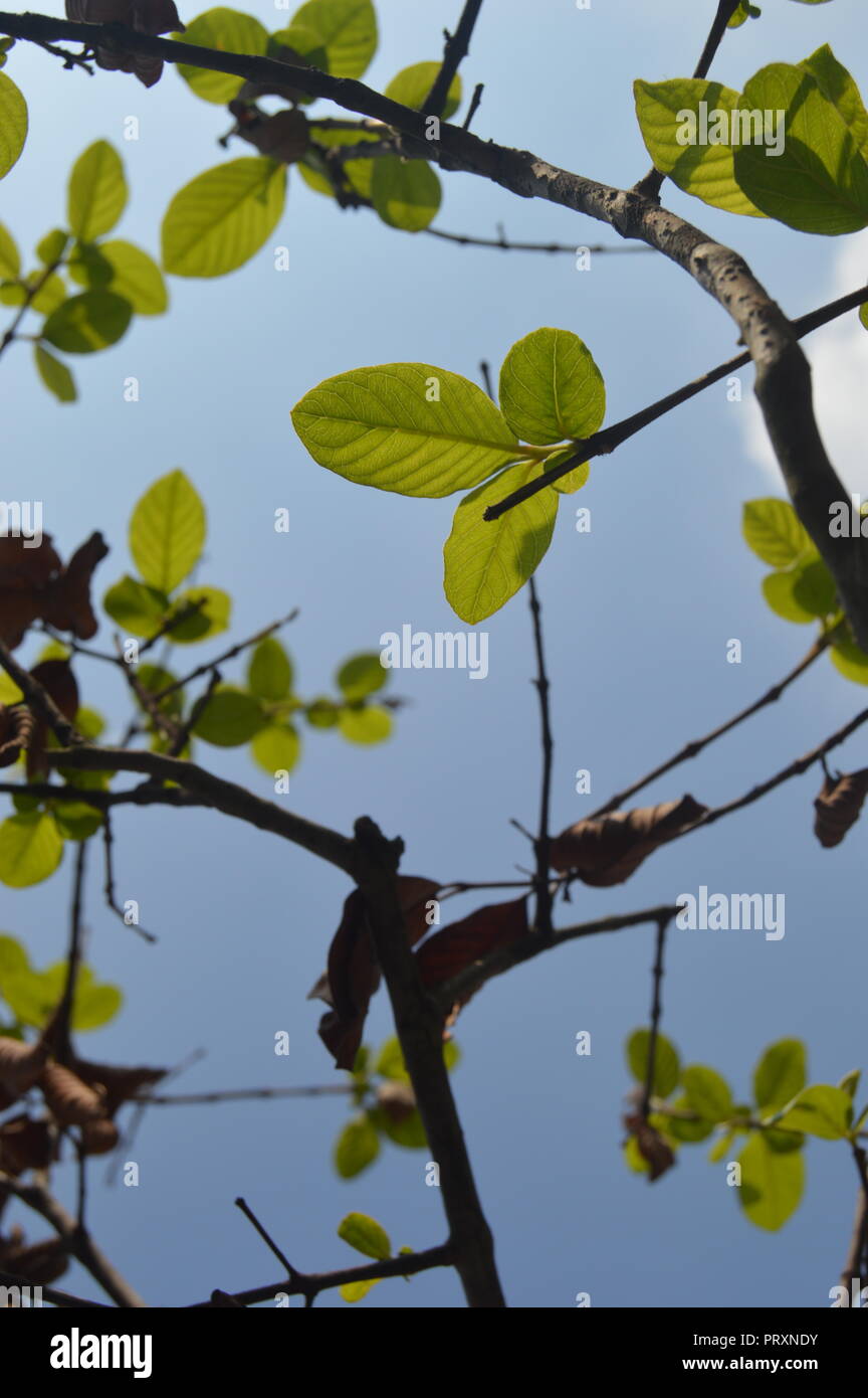 Grüner Baum, Blätter, BD, schönen Baum Stockfoto