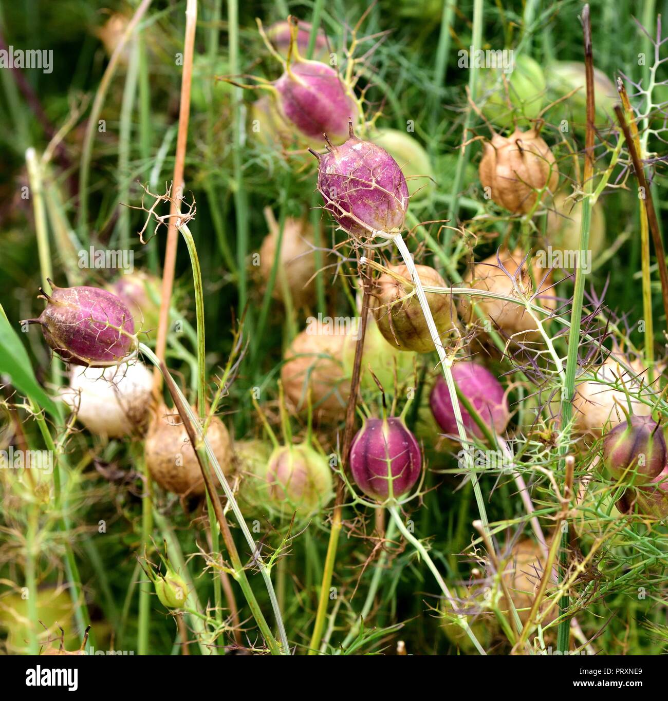 Nigella blauen Sternenhimmel Samenköpfe Stockfoto